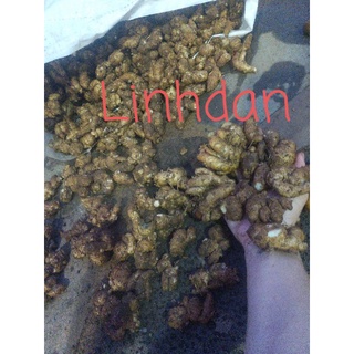 Củ xá kén / xá kiếng tươi 1kg 85k