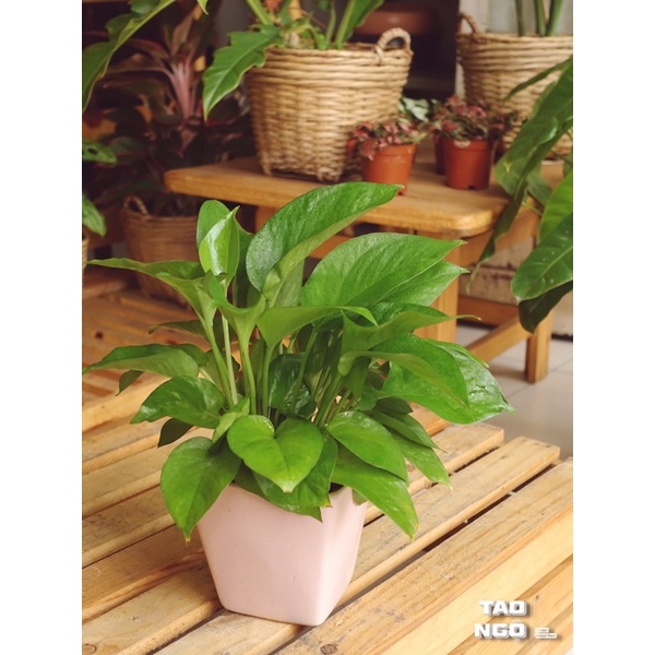 Cây Trầu bà - cây phong thủy để bàn