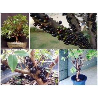Nho thân gỗ tứ quý cây nhập khẩu