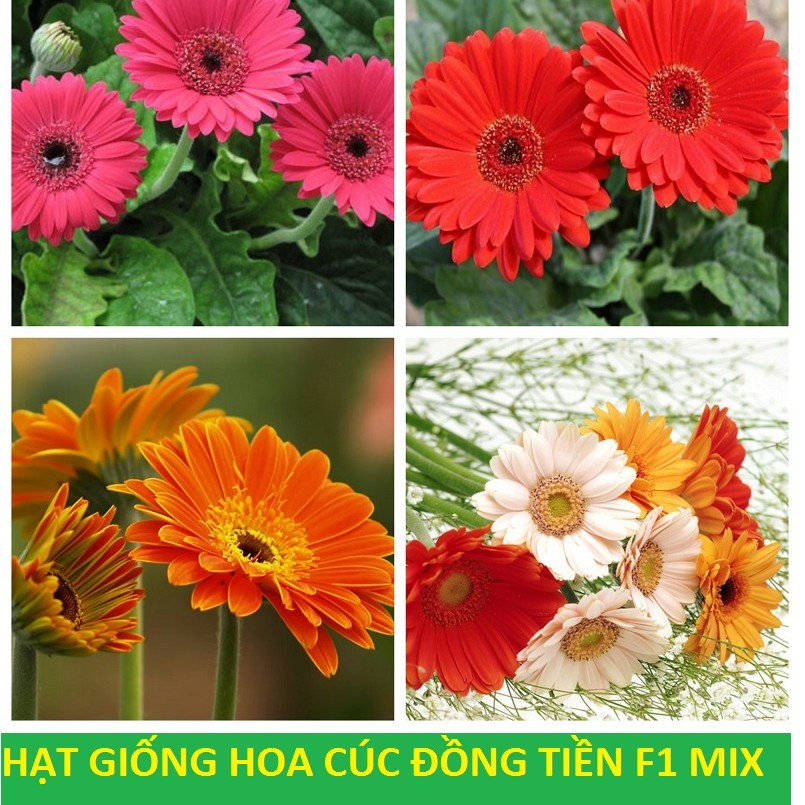 Hạt Giống Hoa Cúc Đồng Tiền Mix F1 - nhiều hạt (nẫy mầm &gt;90%) gói 0.1gr