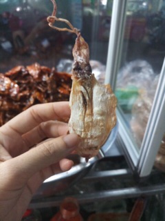 combo 30 con mực mini Bình Định