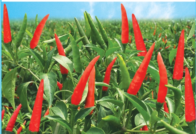 HẠT GIỐNG ỚT CHỈ THIÊN F1 GM40- Giống cao sản, trái đẹp, siêu cay