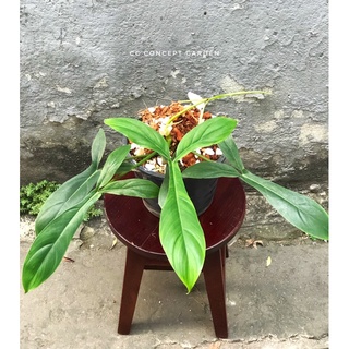 Trầu Bà Philodendron 69686