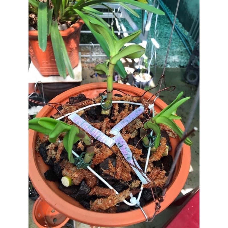 PHÂN TAN CHẬM CHO CÁC LOẠI HOA LAN  6-9cm/túi