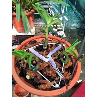 PHÂN TAN CHẬM CHO CÁC LOẠI HOA LAN