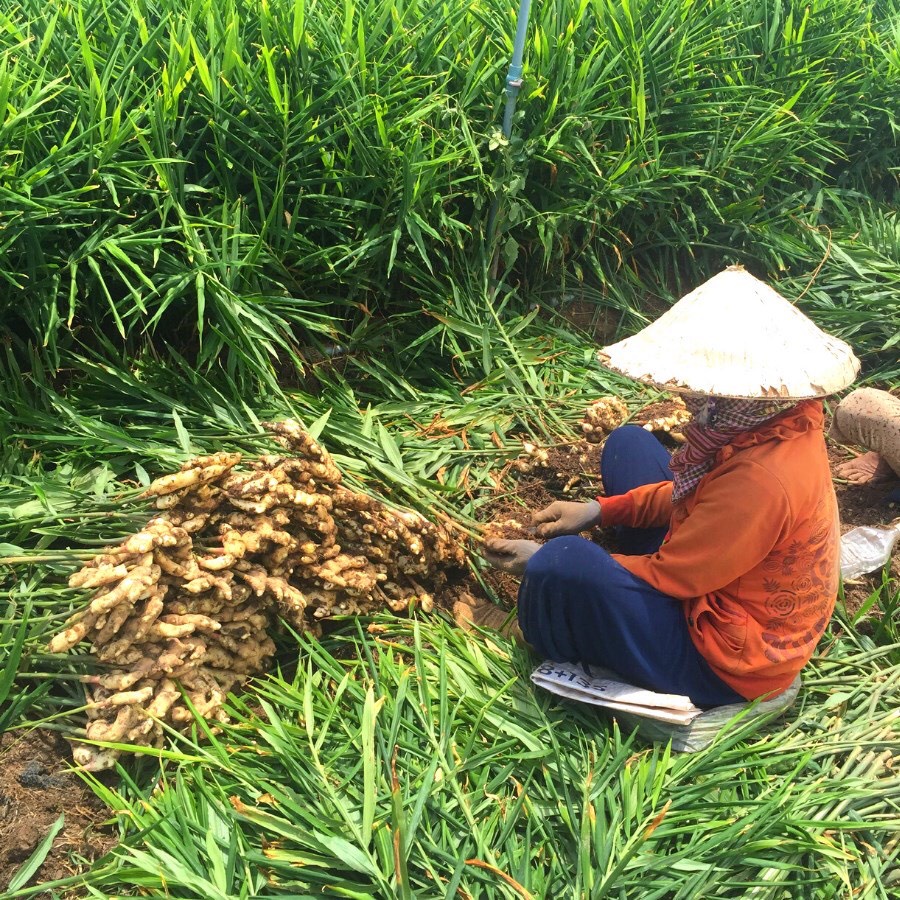 1KG CỦ GỪNG TƯƠI LOẠI 1 CỦ TO NHÀ TRỒNG