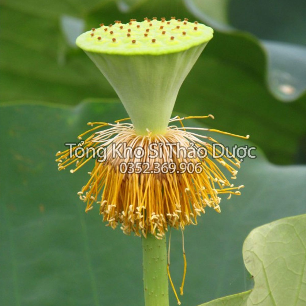 Nhị sen 1kg (Liên tu, hàng loại 1, khô đẹp)