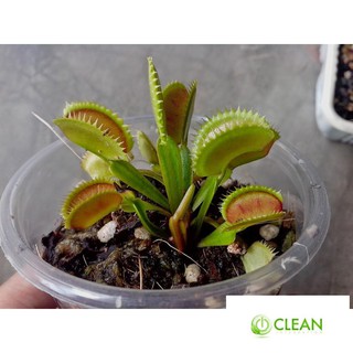 Hạt giống cây bắt côn trùng (cây bẫy kẹp) (15 hạt)