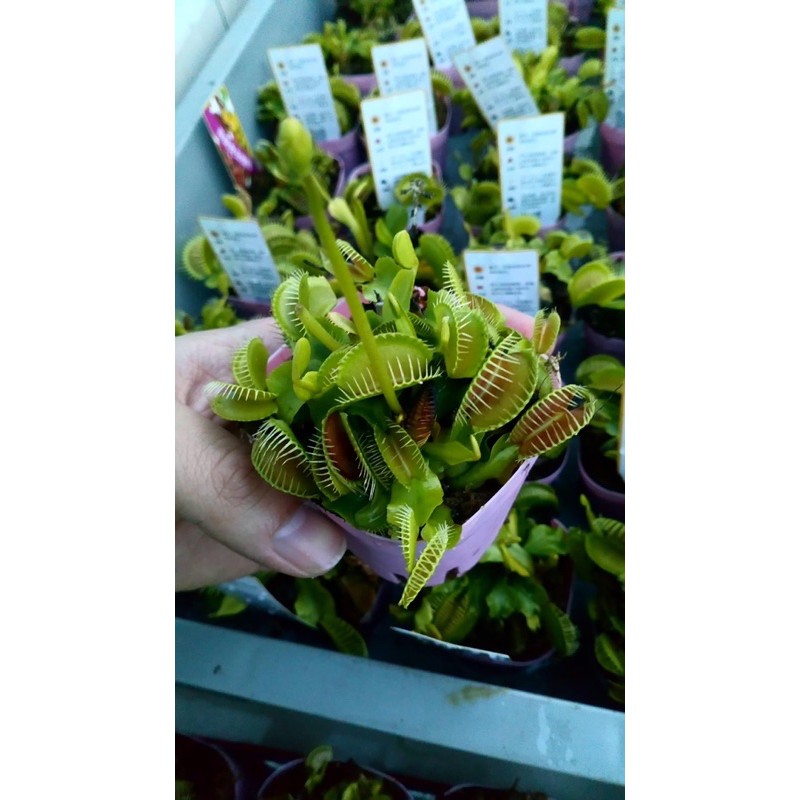 Cây bẫy kẹp venus flytrap/cây bắt mồi