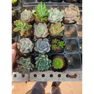 COMBO 15 cây sen bầu mix mẫu 180k
