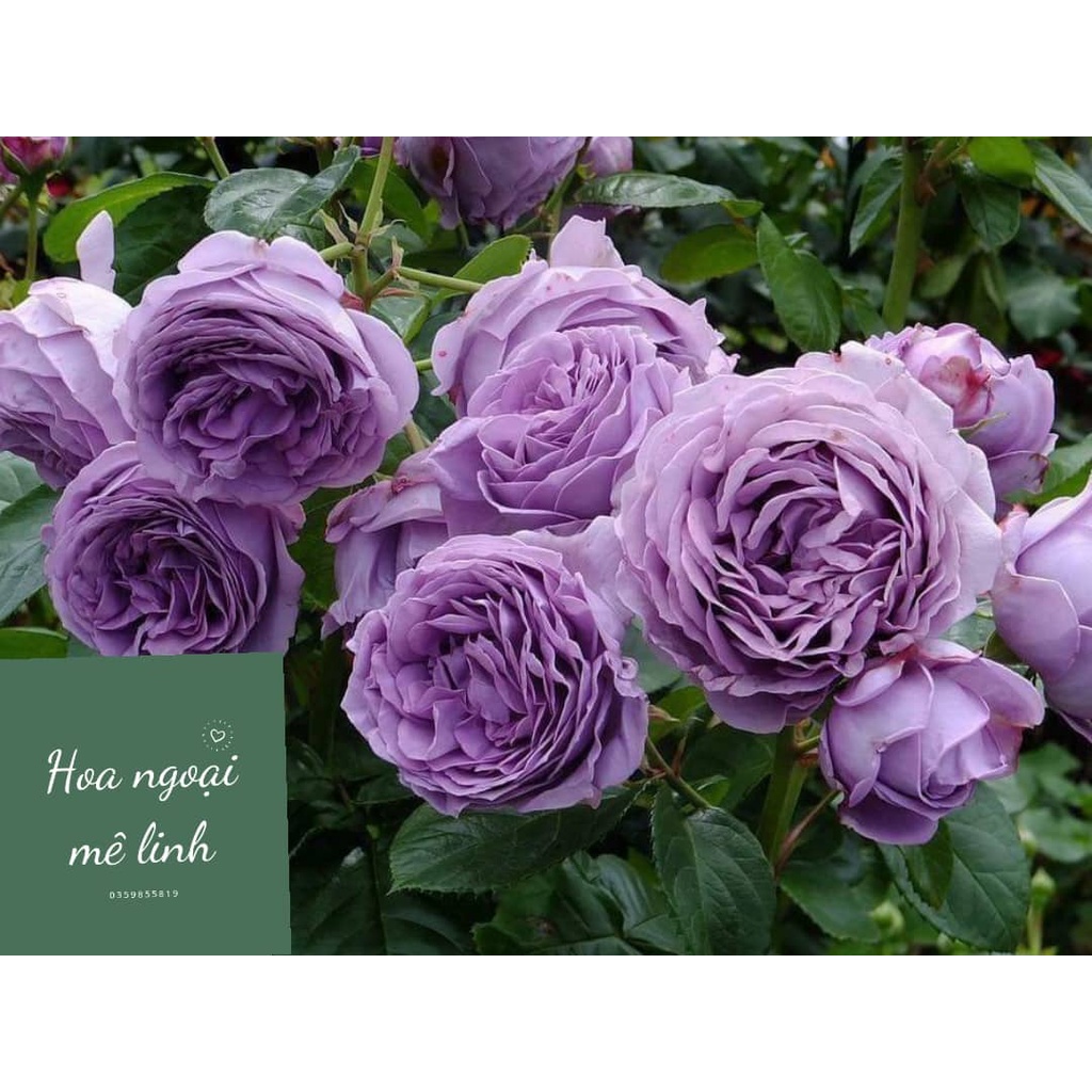 Hoa Hồng Blue strome  tím đẹp hương thơm hoa quả- Hoa ngoại mê linh
