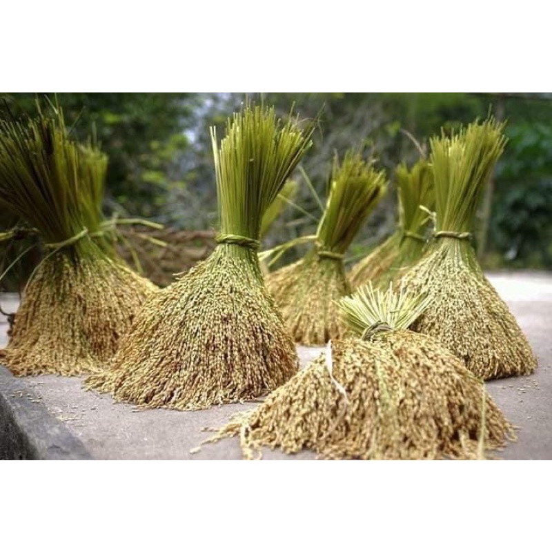 Gạo nếp hữu cơ Vì pất đặc sản Cao bằng cắt từng bông túi 1kg thơm ngon, dẻo