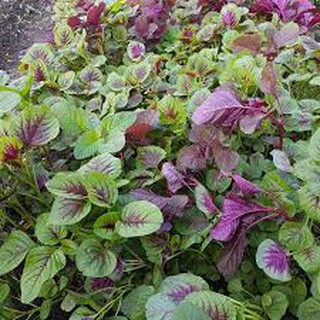 HẠT GIỐNG RAU DỀN KHOANG CAO SẢN(20G)