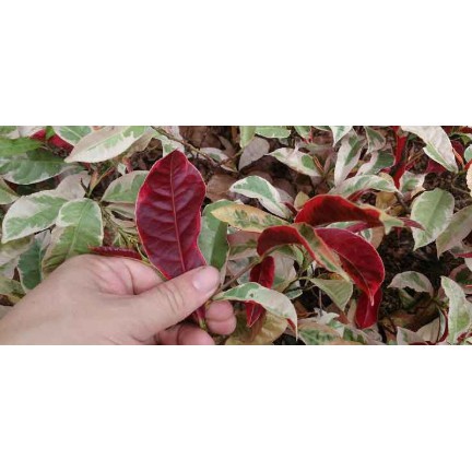 Lá đơn đỏ khô 1kg