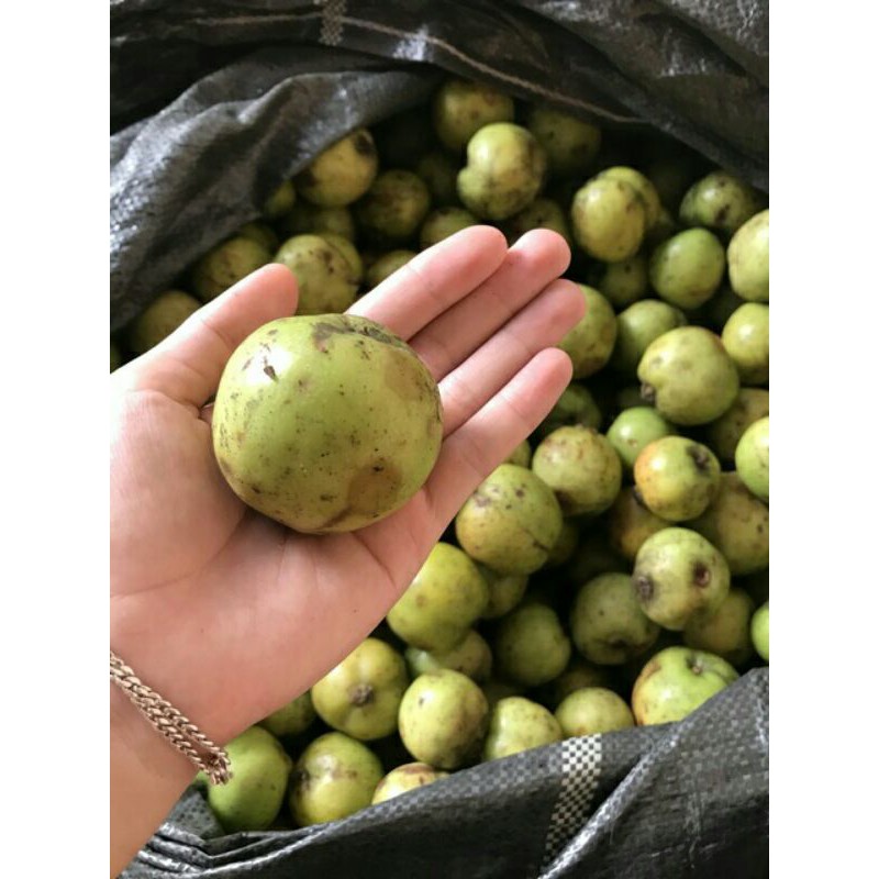 Sỉ lẻ táo mèo tươi 1kg