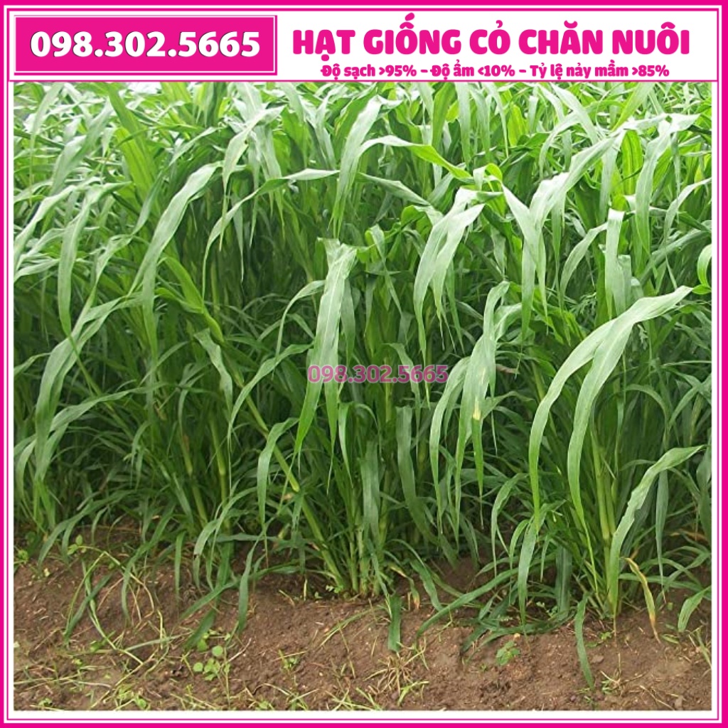 Hạt giống cỏ cao lương Sweet Jumbo - gói 100g