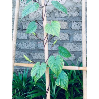 Hạt giống hoa chomchan