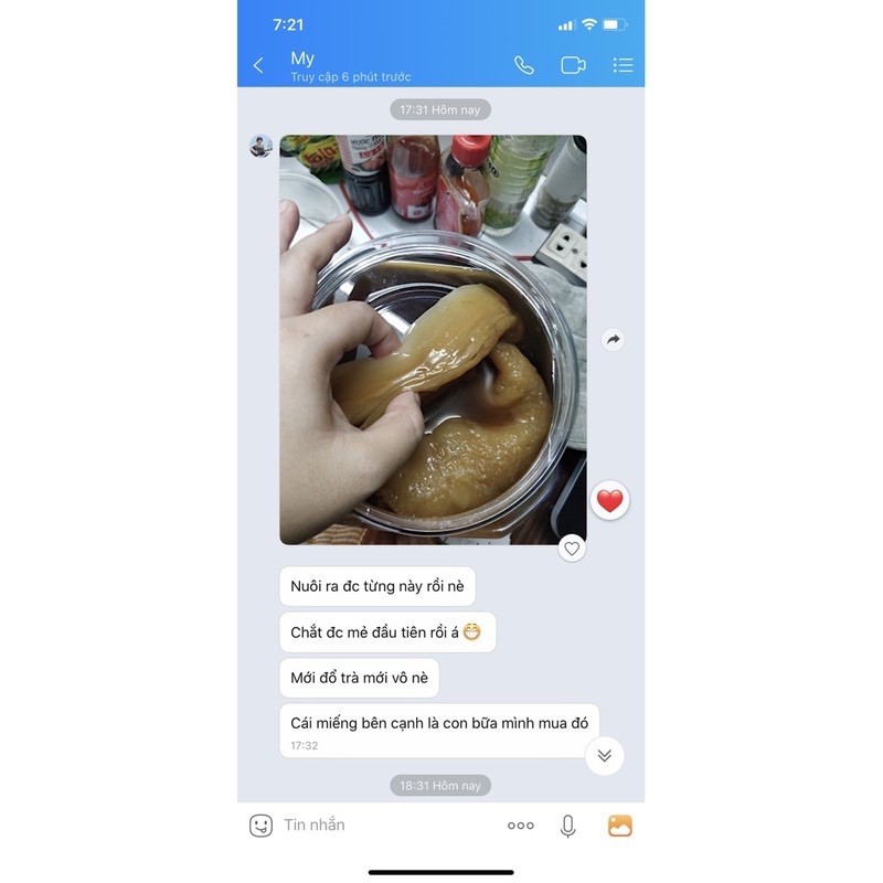 [Cam Kết Thành  Công ]Con Giống Scoby Kombucha siêu khoẻ và nước mồi mạnh làm kombucha trà lên men thuỷ sâm