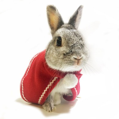 Váy Mini năm mới áo choàng màu đỏ thỏ áo choàng Teddy chó Kitty Công Chúa áo choàng trang trí Thỏ quần áo