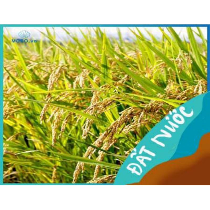 Gạo butin hơi khô,xốp,mềm cơm 1kg