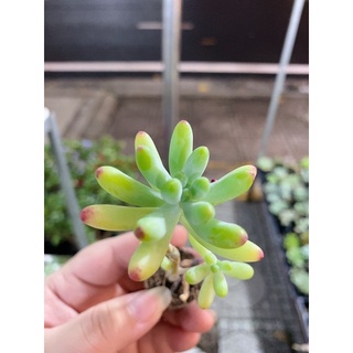 SEN ĐÁ THẠCH MỸ NGỌC ( size 2-4cm)