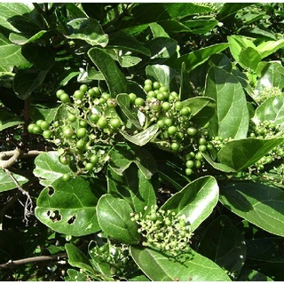 Hạt Giống Lá Cách ( Lá Vọng Cách ) - 20 hạt/túi