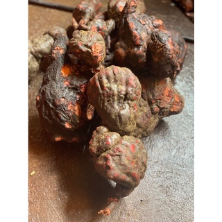 Cao Hà Thủ ô đỏ nhà làm