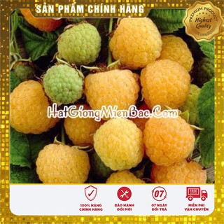 Hạt Giống Mâm Xôi Vàng(10 hạt)
