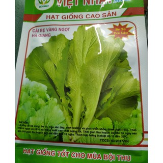 Hạt giống cải bẹ vàng ngọt hà giang