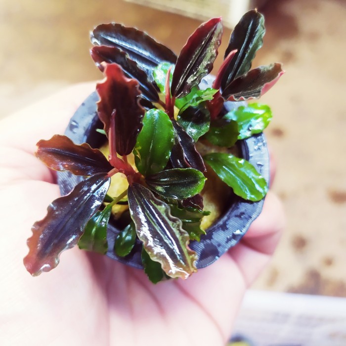 Bucephalandra brownie Nâu
