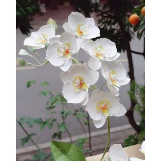 Combo 5 set cánh hoa lan hồ điệp