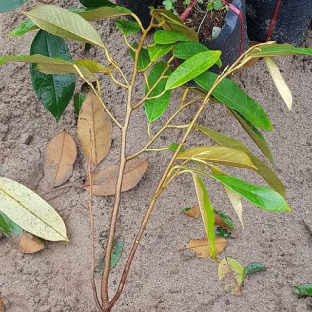 Sầu riêng ri6