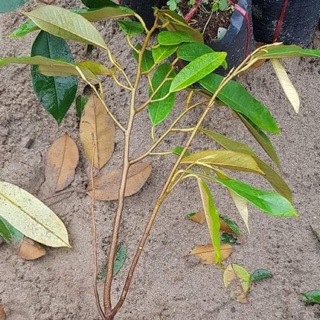 Sầu riêng ri6