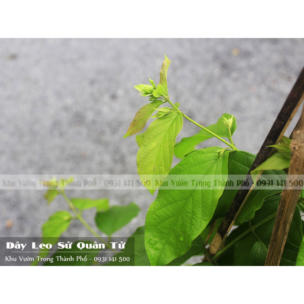 Cây trang leo, cây sử quân tử, cây dây giun