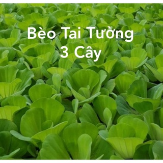 3 Cây Bèo Tai Tượng - Cây thủy Sinh