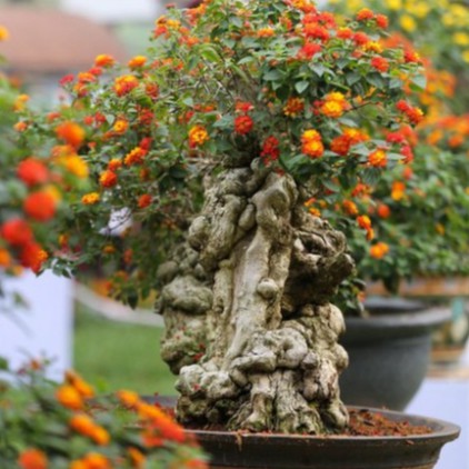 Hạt giống hoa ngũ sắc
