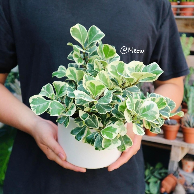 Cây si thái cẩm thạch (cây đa tam phúc)