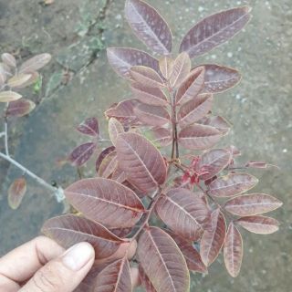 CÂY GIỐNG NHÃN TÍM