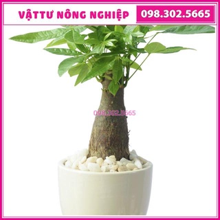 Chậu cây kim ngân để bàn ( chậu sứ)