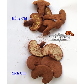 Bào tử nấm linh chi 100gr - Vanphuchung