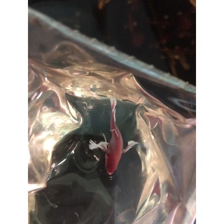 BETTA MÁI DUMBO LAVENDER