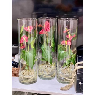Bình Bông Lọ Hoa Thủy Tinh Trang Trí D10X25, Bình Cắm Hoa Thủy Tinh Trụ, Lọ Hoa Hình Trụ