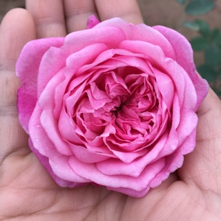 🍀🍀🍀3 Cành chiết hoa hồng cổ sapa 🍀🍀🍀