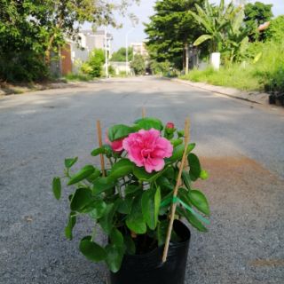 BÔNG BỤP THÁI KÉP (hoa kép, hàng đẹp)
