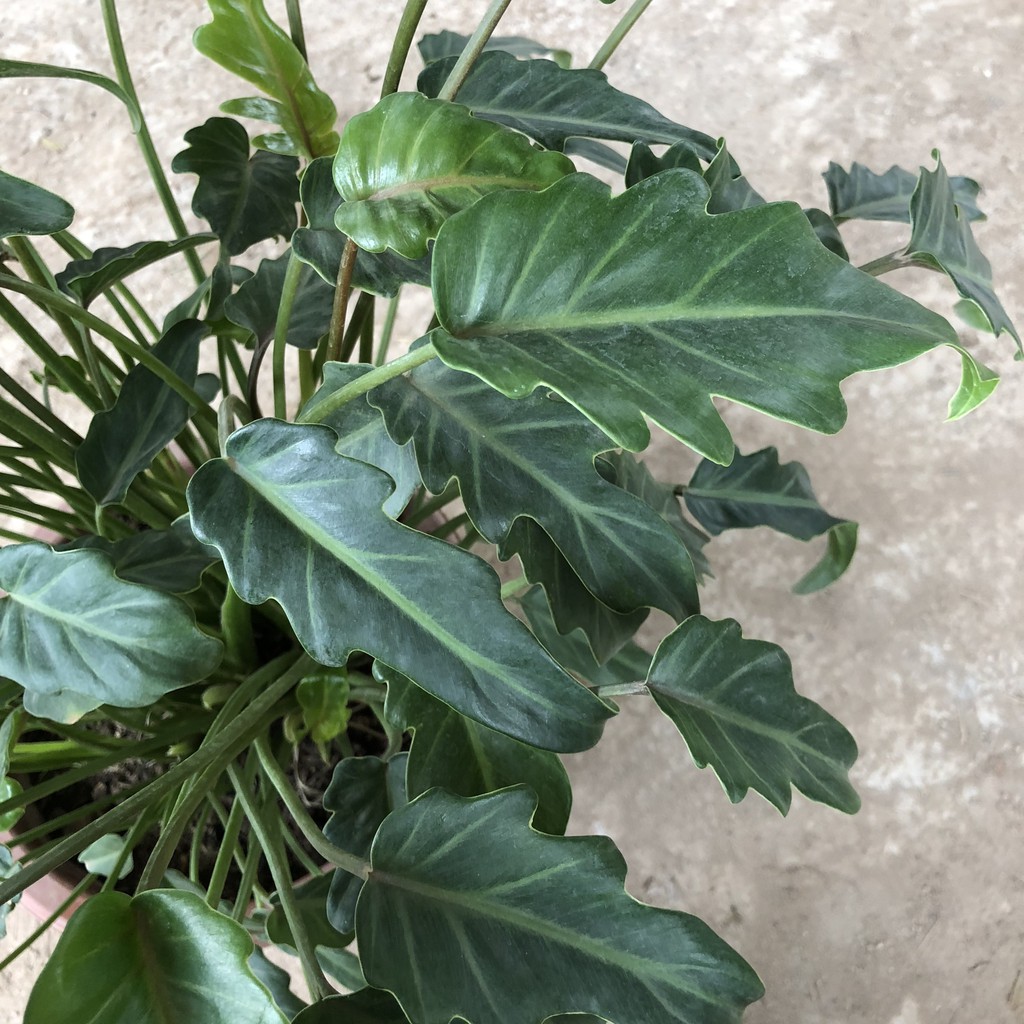 Cây trầu bà chân vịt, Cao 25cm bụi sum suê lá cực đẹp mùi hương dễ chịu, thích hợp trang trí nội thất.