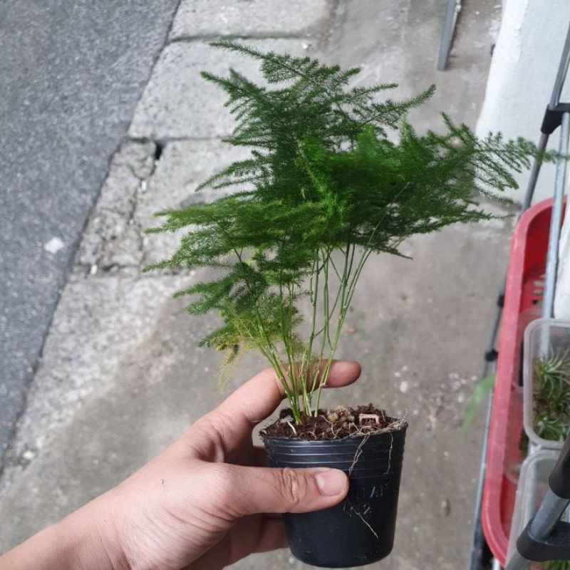 Thủy tùng cây thấp dùng làm terrarium, tiểu cảnh....