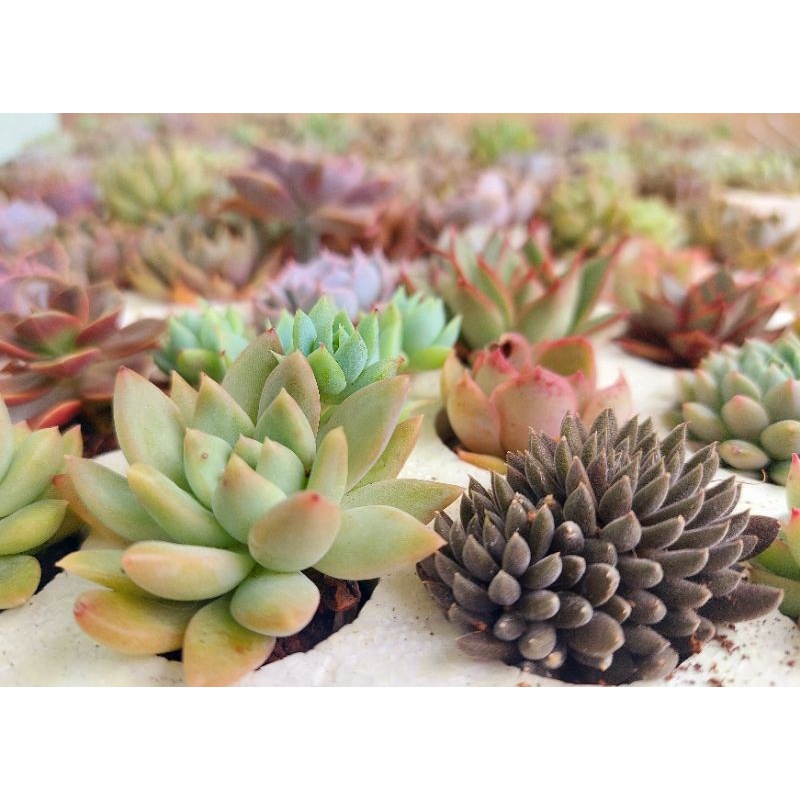 Sen đá loại mini / cây 2-3 cm (lấy ngẫu nhiên) - Hư 1 đổi 1- Cây cảnh trang trí- HOA ĐÁ shop
