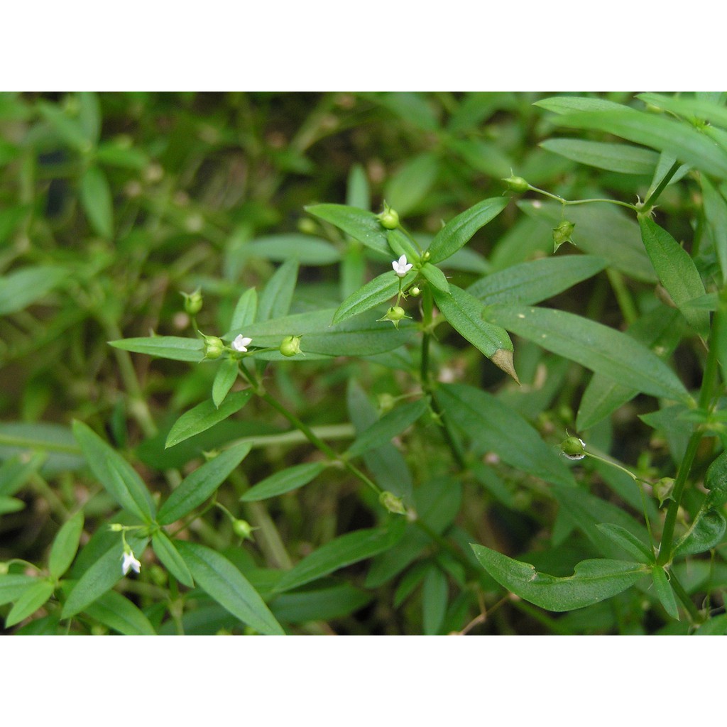 Bạch hoa xà thiệt thảo khô JINDO 1kg thảo dược hỗ trợ điều tr_ị ung th_ư tốt nhất