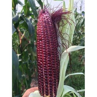 Hạt giống bắp đen