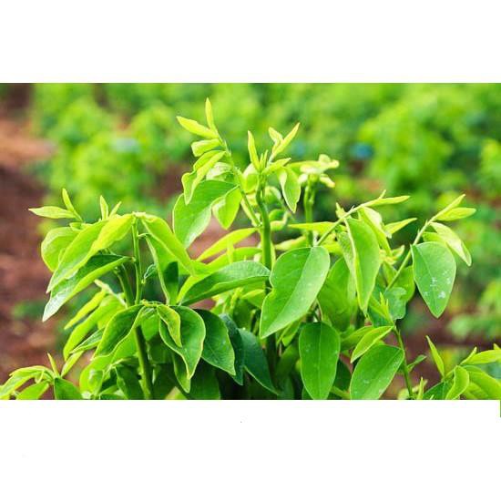 Hạt Giống Rau Ngót Dế Trồng, Năng Suất Cao 1gr